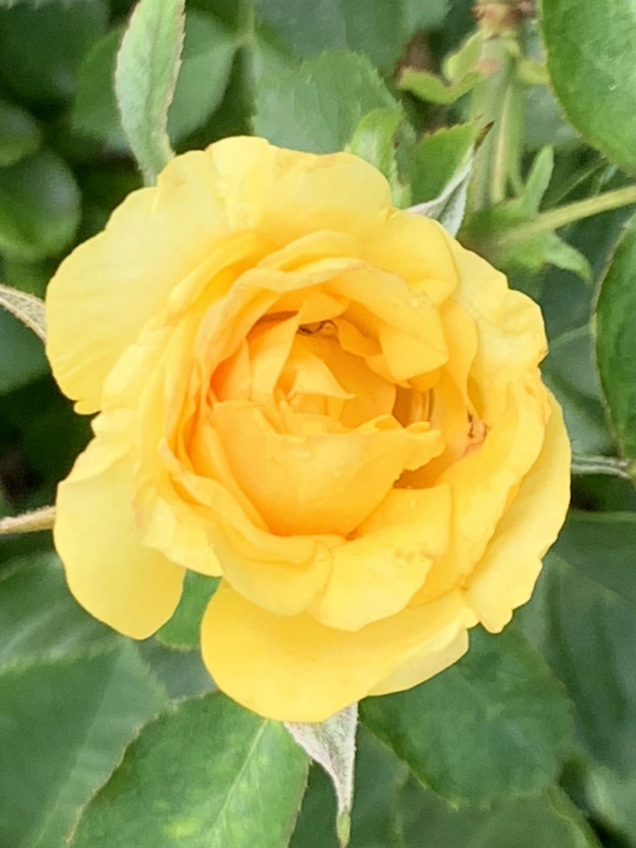 IMG_5441.jpg?type=w966