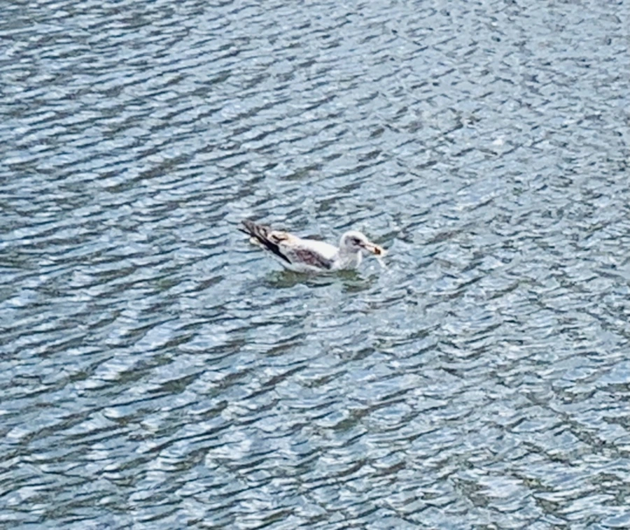 IMG_7318.jpg?type=w966