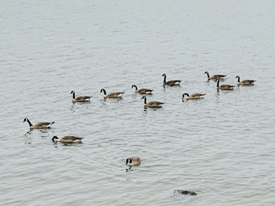 IMG_5076.jpg?type=w966