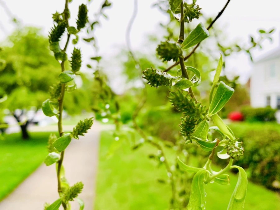 IMG_9275.jpg?type=w966