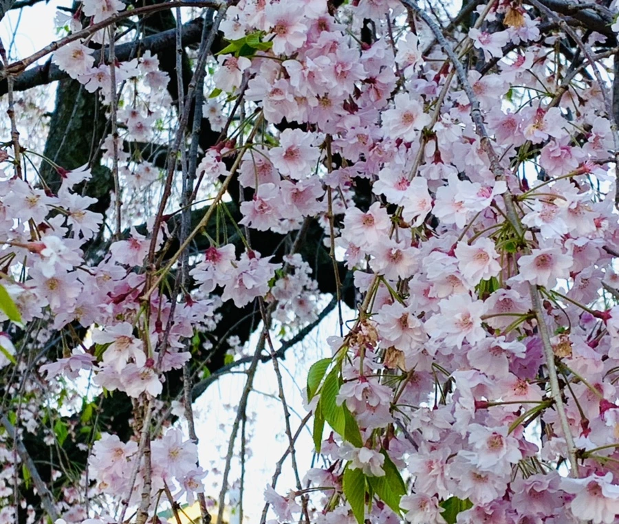 IMG_4897.jpg?type=w966