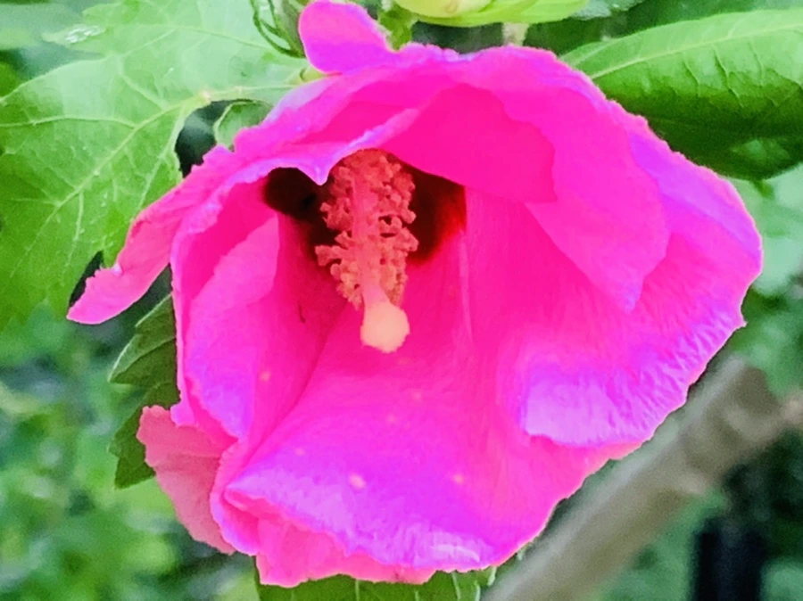 IMG_8784.jpg?type=w966