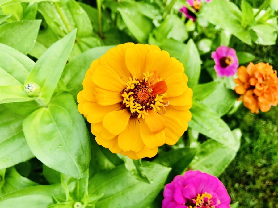 IMG_1604.jpg?type=w966