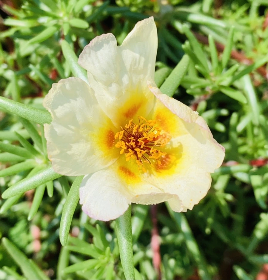 IMG_1351.jpg?type=w966