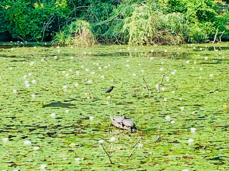 IMG_1273.jpg?type=w966