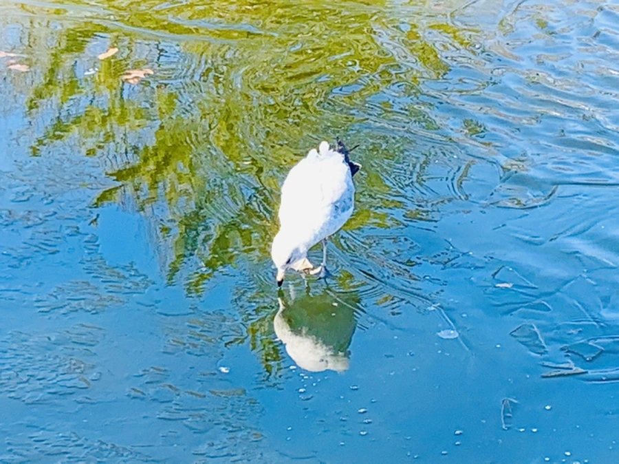 IMG_8306.jpg?type=w966