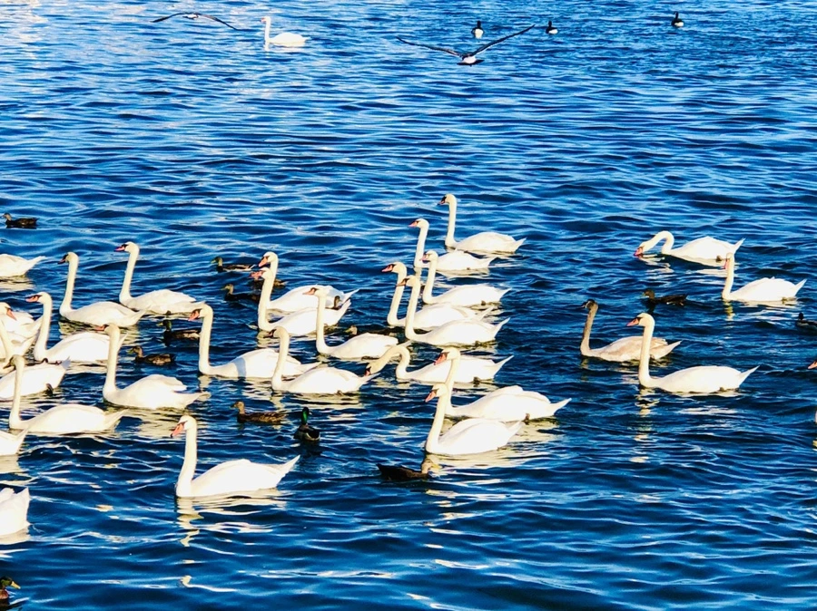 IMG_1403.jpg?type=w966