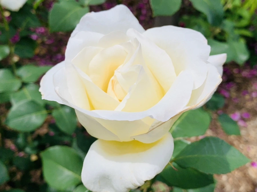 IMG_9651.jpg?type=w966