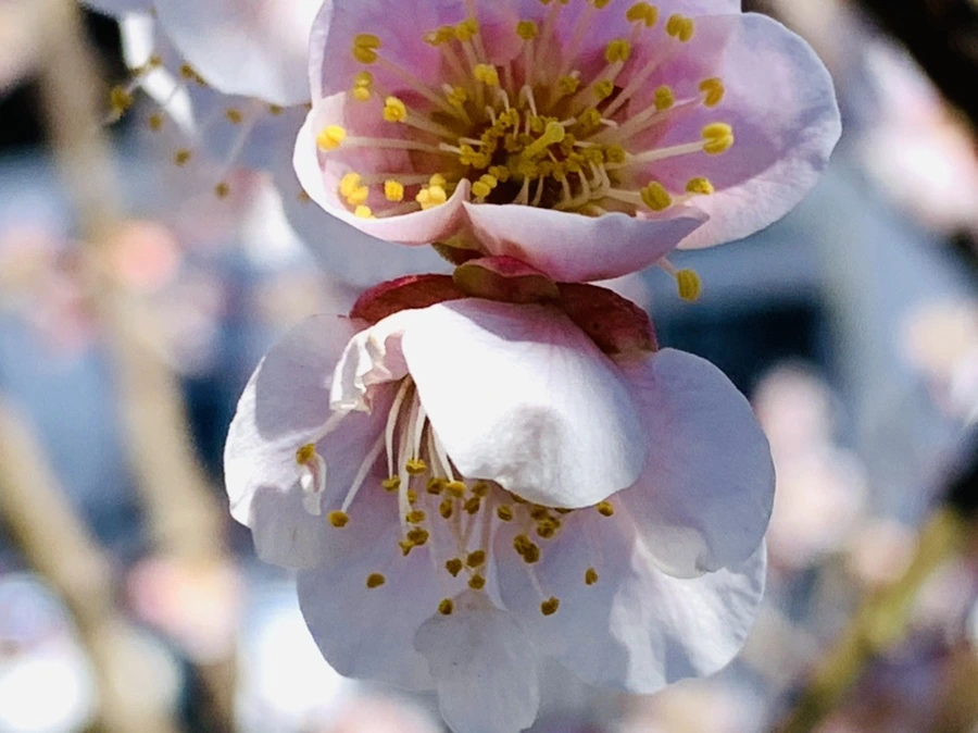 IMG_1350.jpg?type=w966