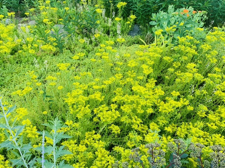 IMG_3944.jpg?type=w966