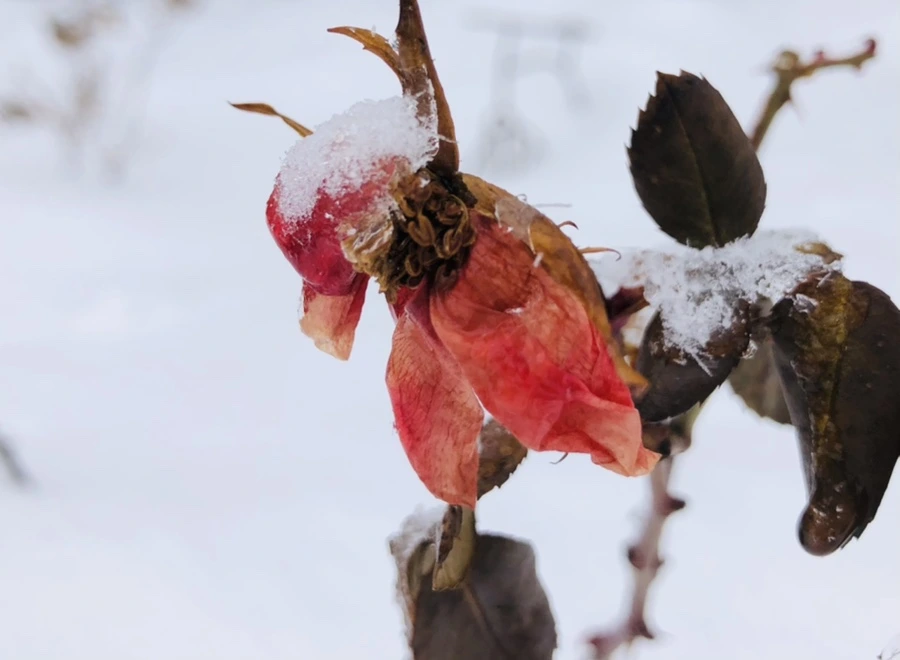 IMG_3607.jpg?type=w966