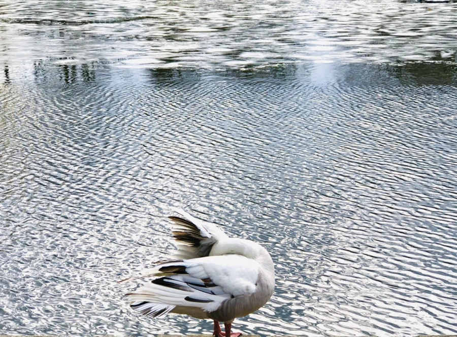 IMG_5088.jpg?type=w966