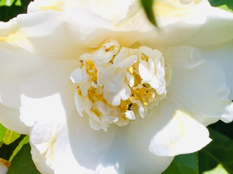 IMG_8617.jpg?type=w966