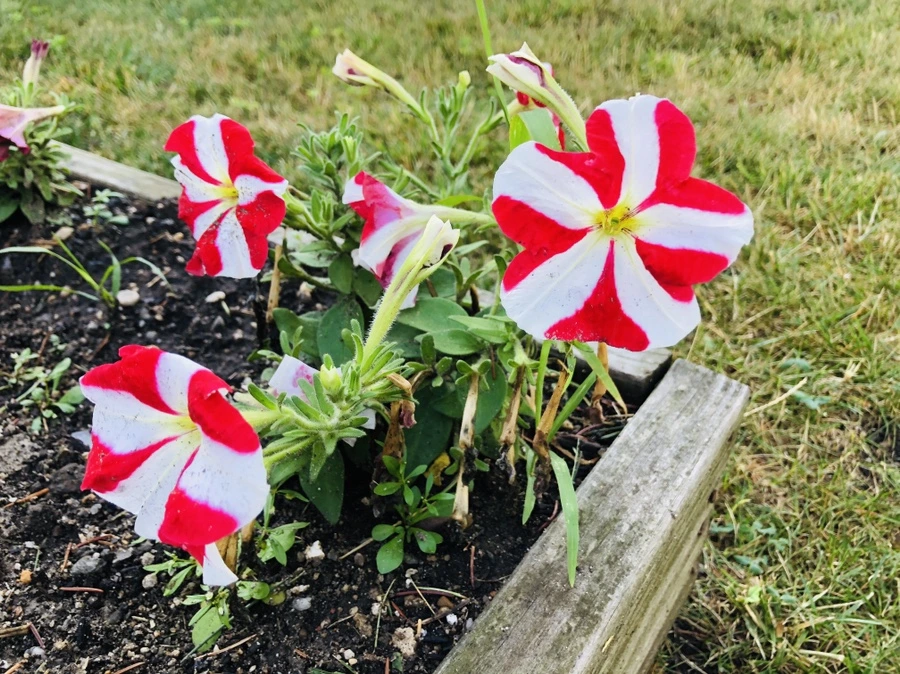 IMG_2143.jpg?type=w966