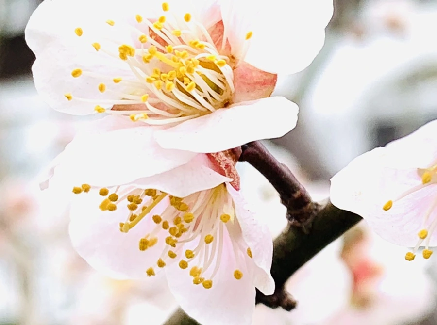 IMG_1703.jpg?type=w966