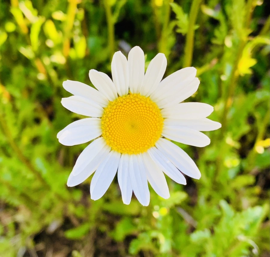 IMG_1983.jpg?type=w966