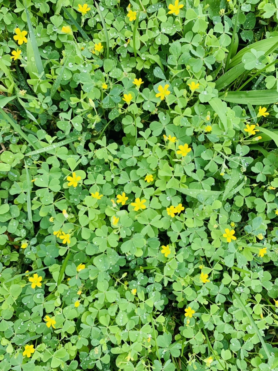 IMG_4970.jpg?type=w966