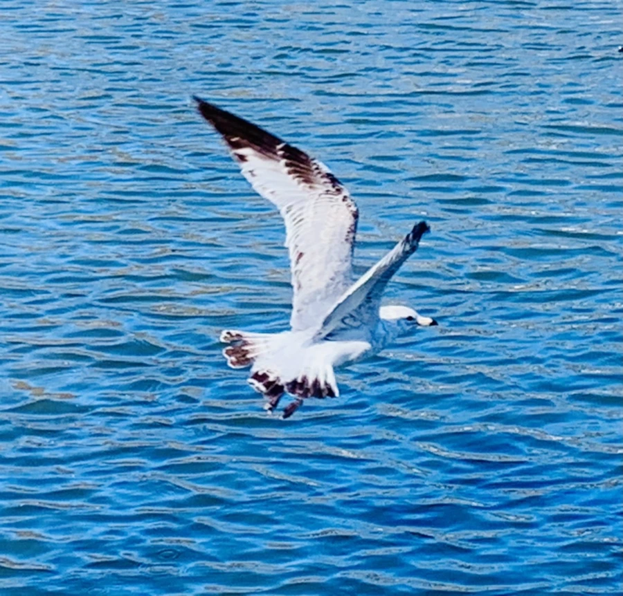 IMG_8309.jpg?type=w966