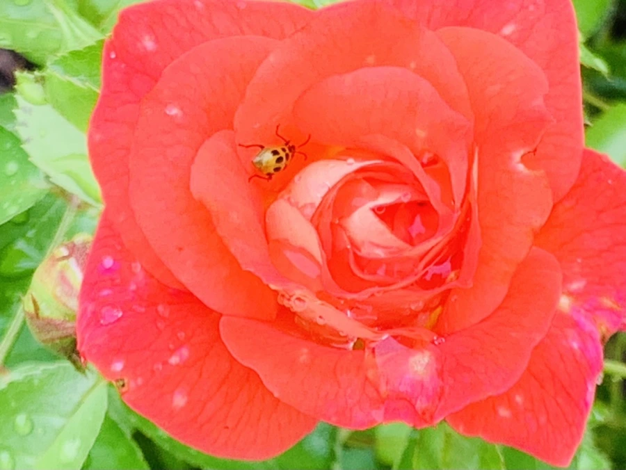 IMG_0969.jpg?type=w966