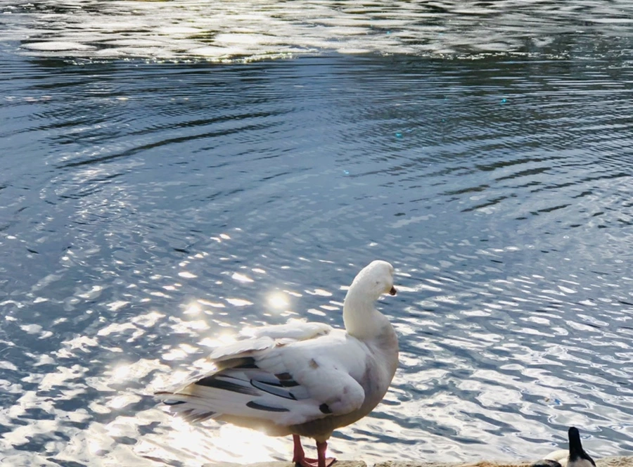 IMG_5129.jpg?type=w966