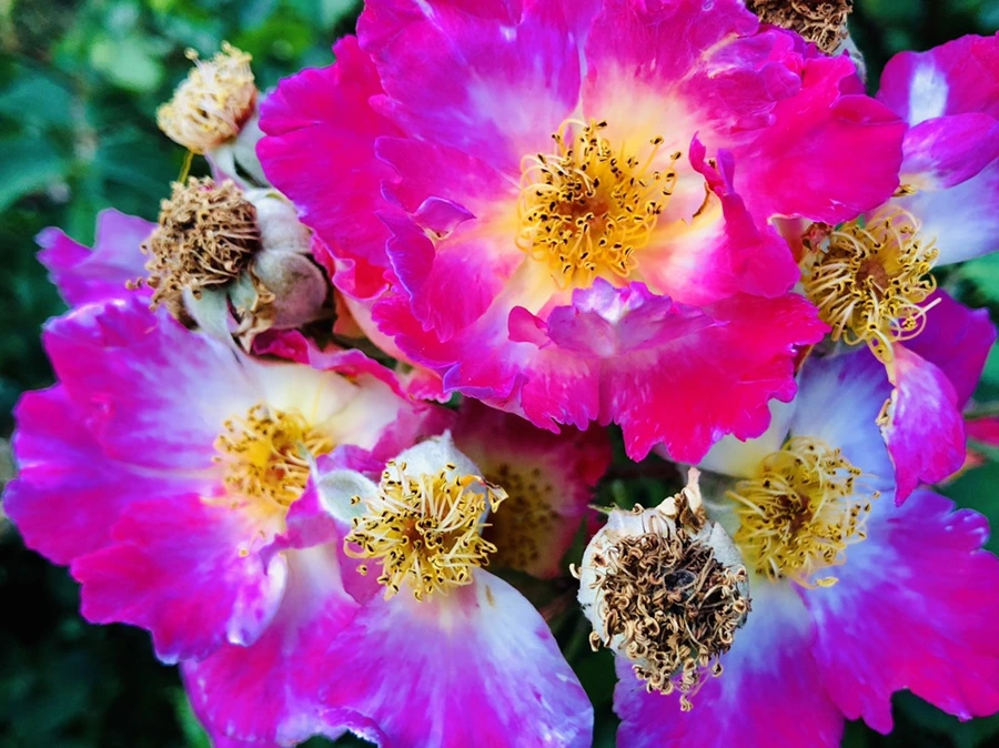 IMG_9647.jpg?type=w966