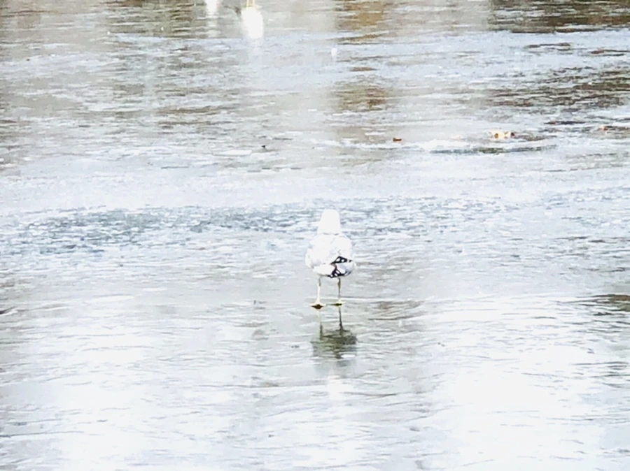 IMG_2138.jpg?type=w966