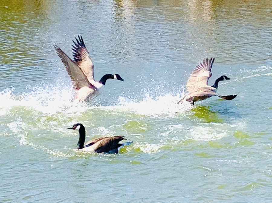 IMG_3062.jpg?type=w966