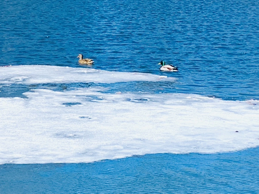 IMG_6610.jpg?type=w966