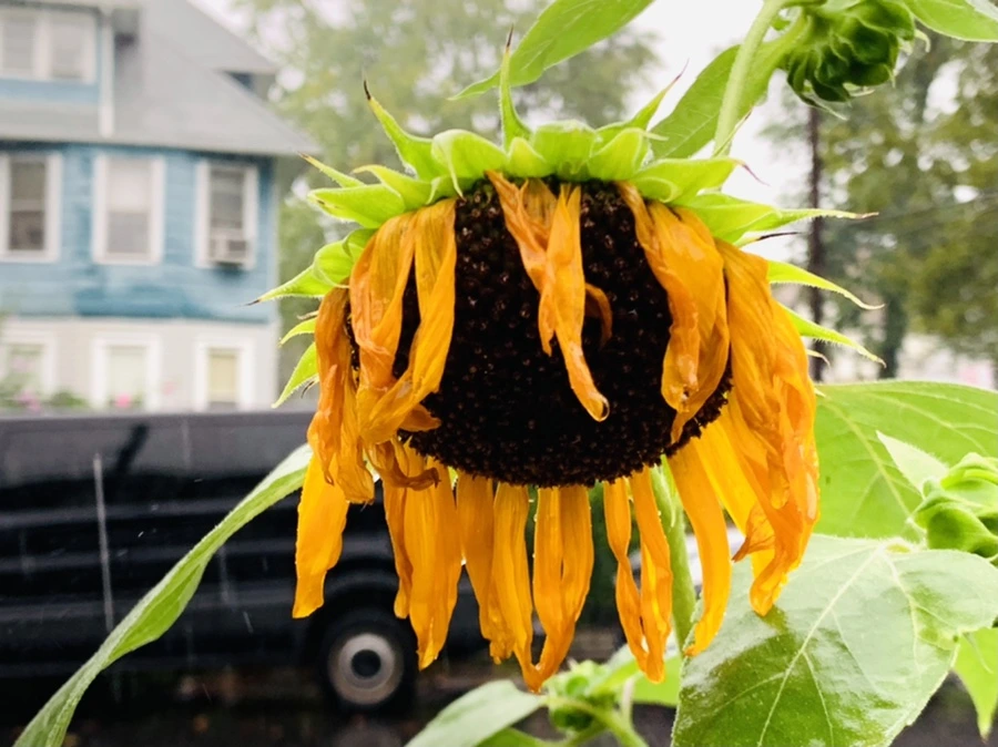 IMG_3809.jpg?type=w966