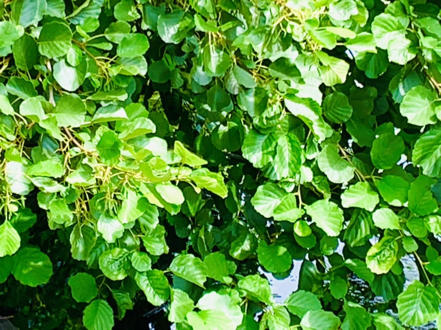 IMG_9265.jpg?type=w966