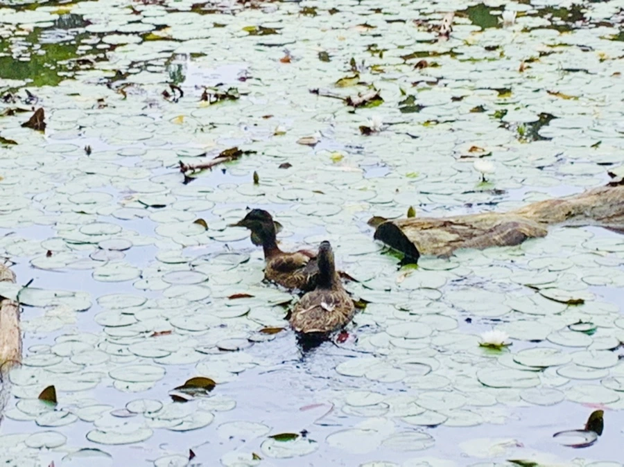 IMG_9121.jpg?type=w966