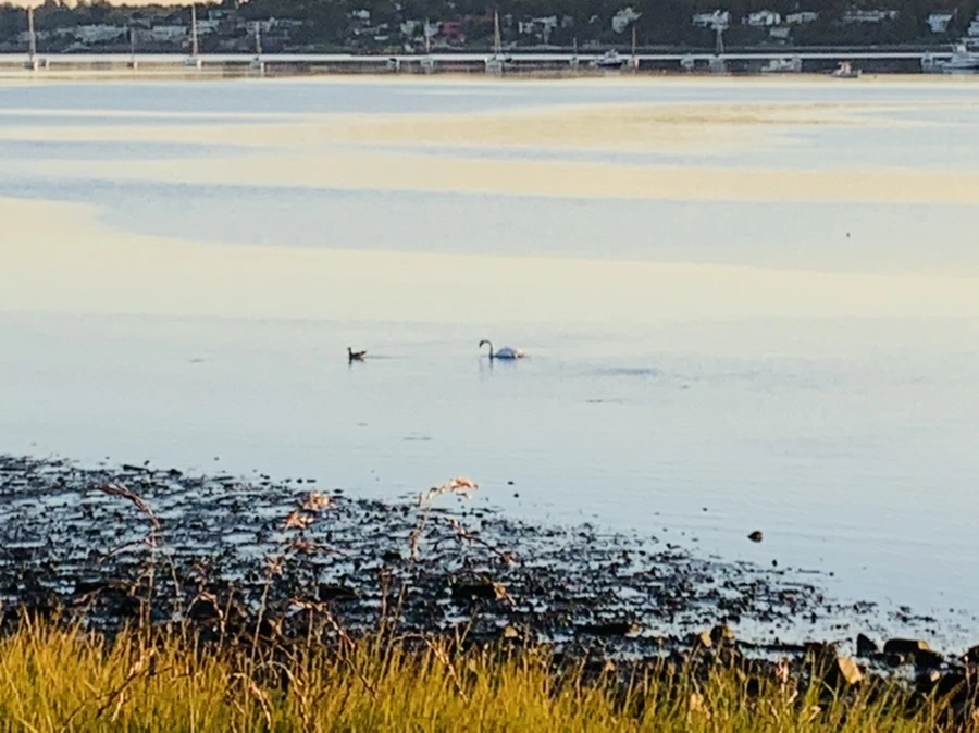 IMG_8626.jpg?type=w966