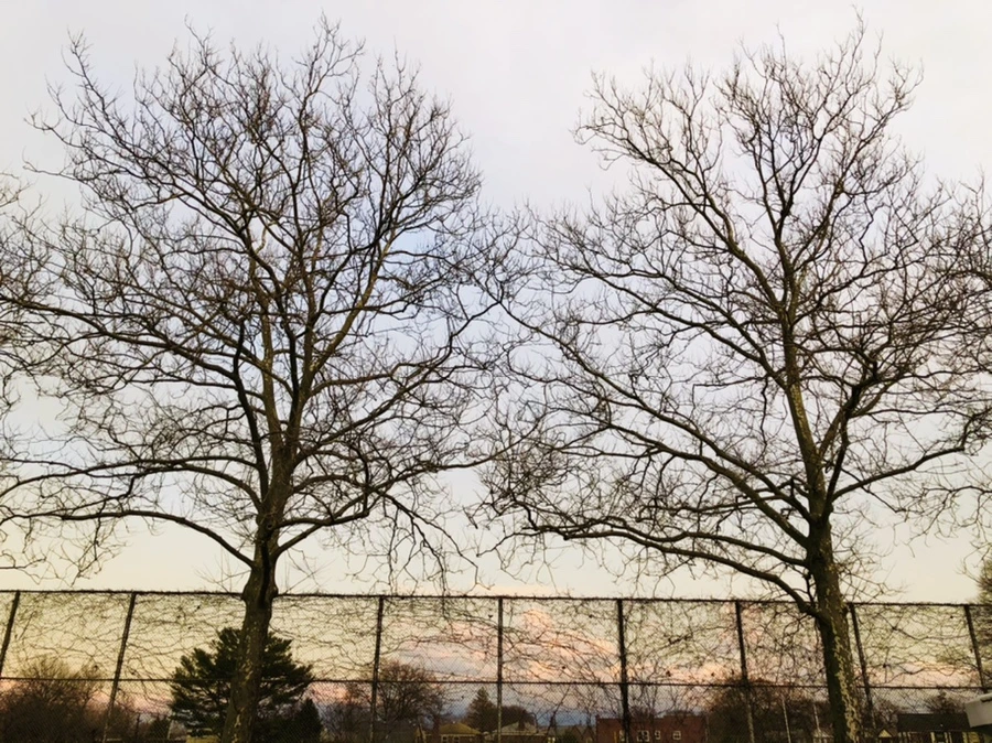 IMG_8218.jpg?type=w966