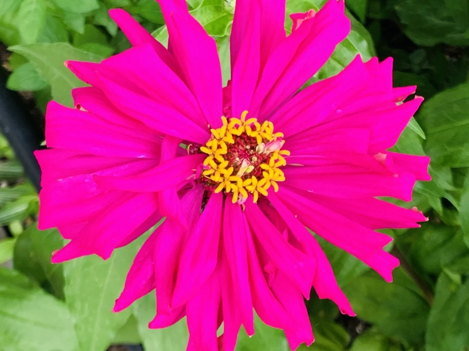 IMG_9371.jpg?type=w966