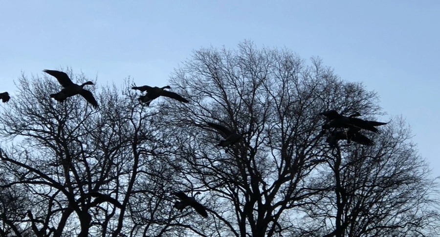 IMG_4964.jpg?type=w966