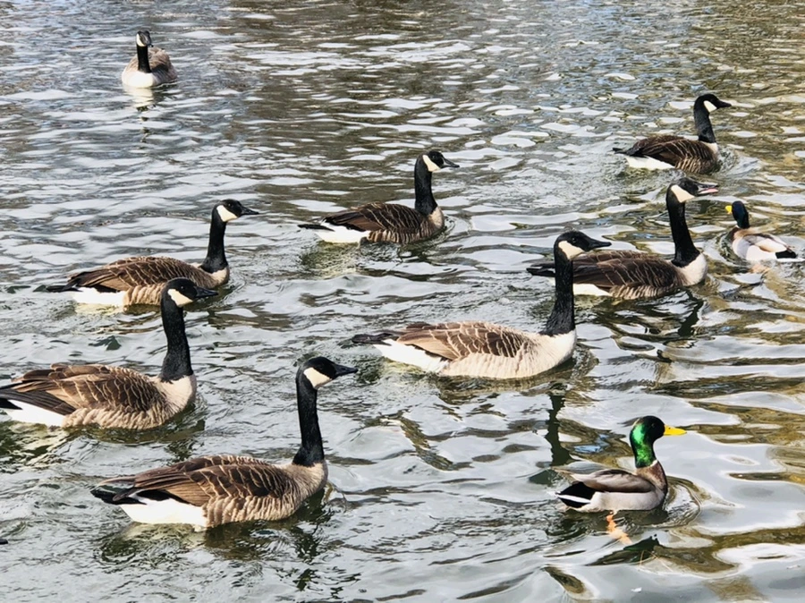 IMG_3620.jpg?type=w966