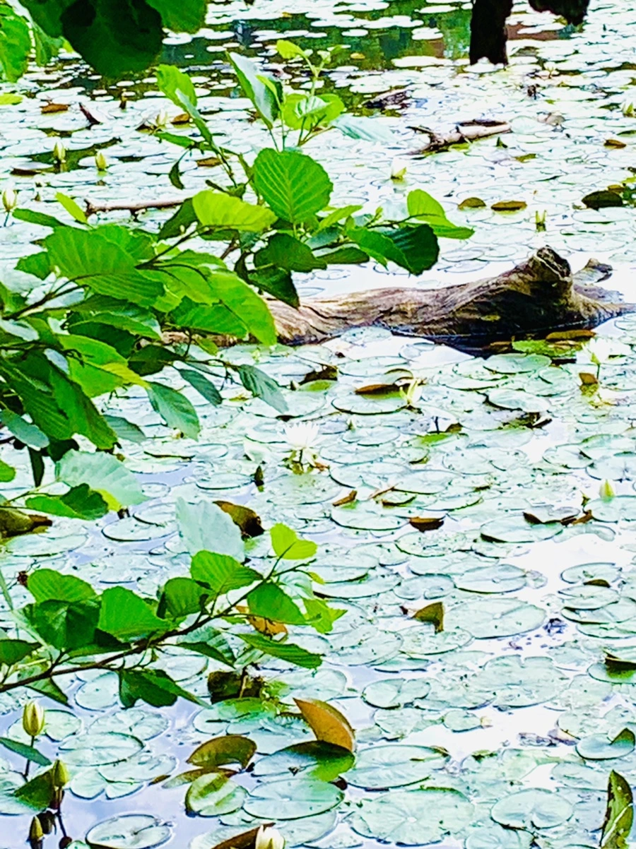 IMG_0802.jpg?type=w966