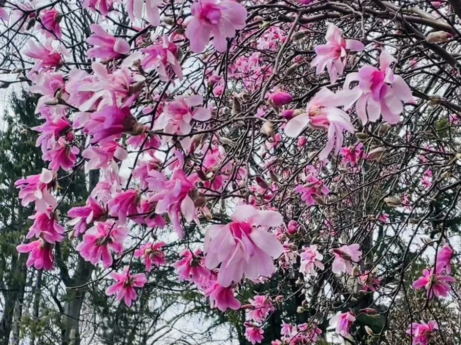 IMG_7376.jpg?type=w966