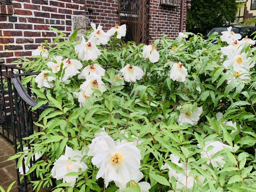 IMG_9668.jpg?type=w966