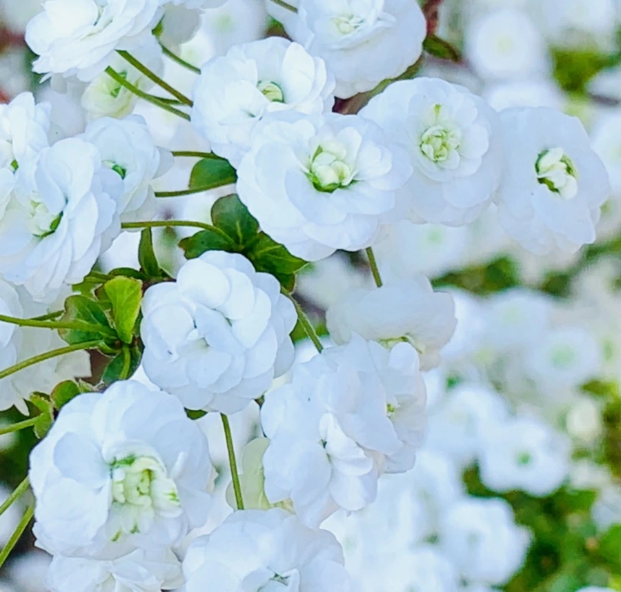 IMG_3290.jpg?type=w966