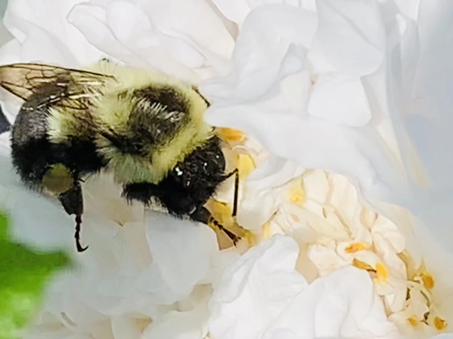 IMG_4170.jpg?type=w966