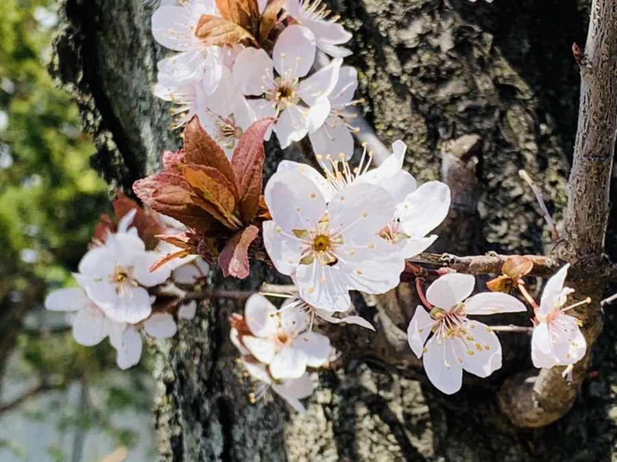 IMG_7717.jpg?type=w966