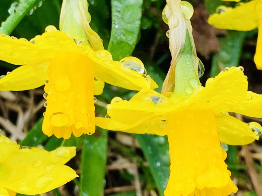 IMG_3715.jpg?type=w966