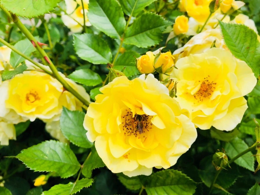 IMG_7214.jpg?type=w966