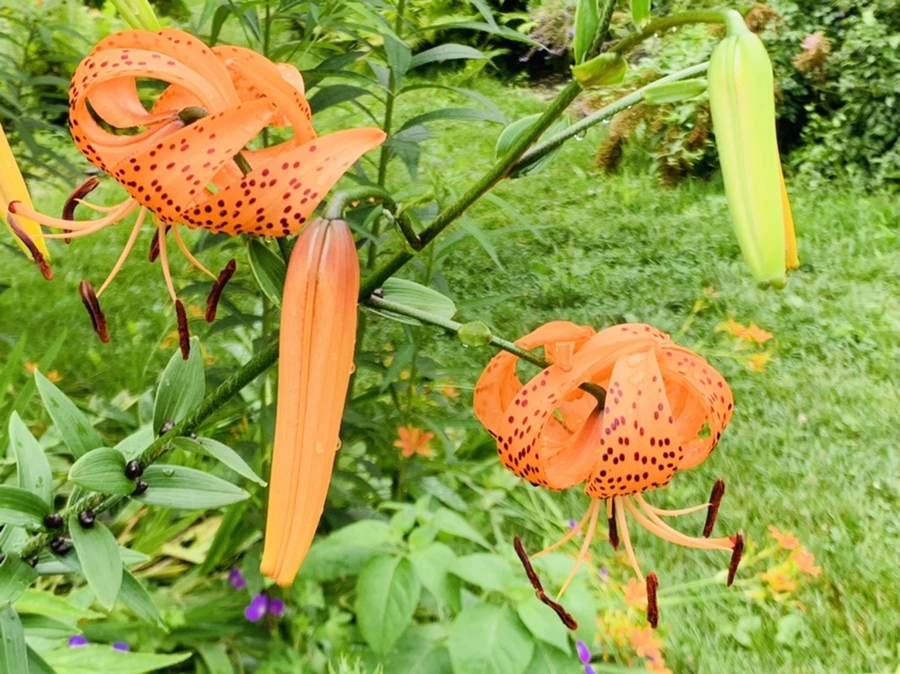 IMG_1104.jpg?type=w966