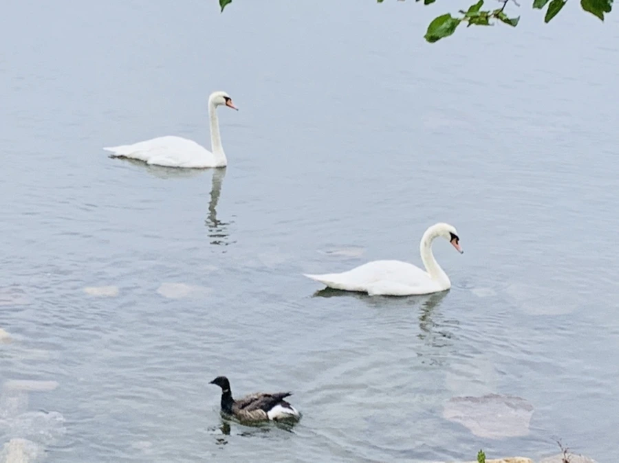 IMG_6970.jpg?type=w966