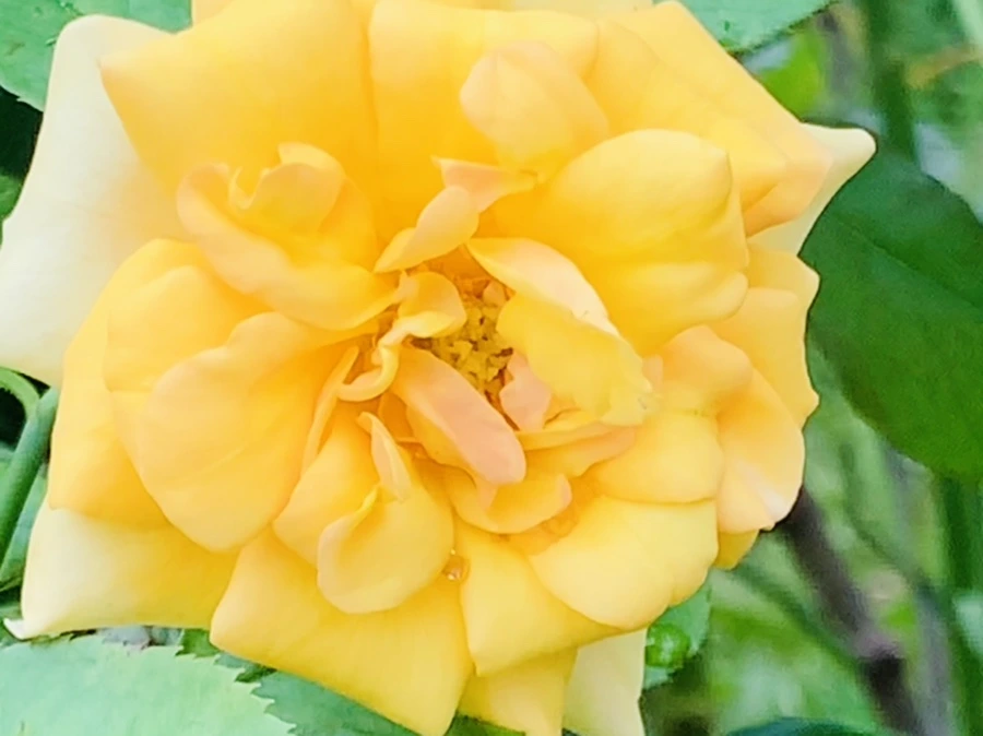 IMG_6922.jpg?type=w966