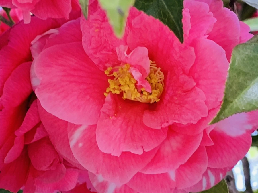 IMG_7789.jpg?type=w966