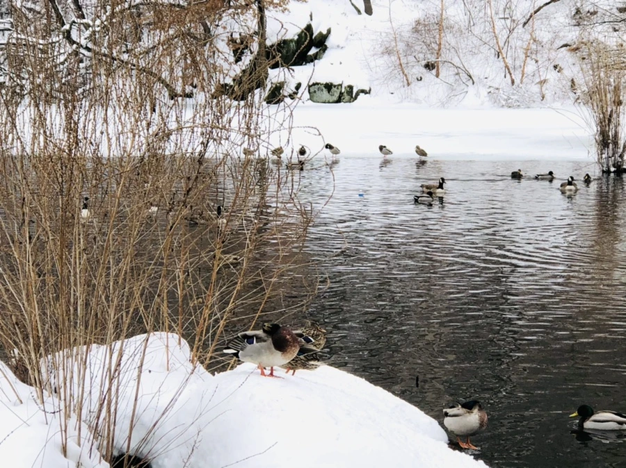 IMG_9176.jpg?type=w966