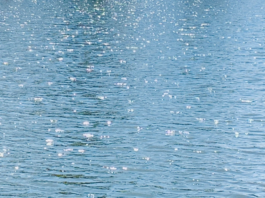 IMG_4458.jpg?type=w966